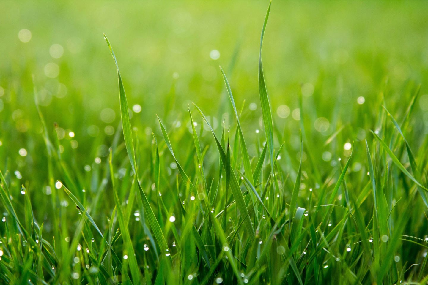 Close-up shot of grass blades with dew drops in bright, natural light.